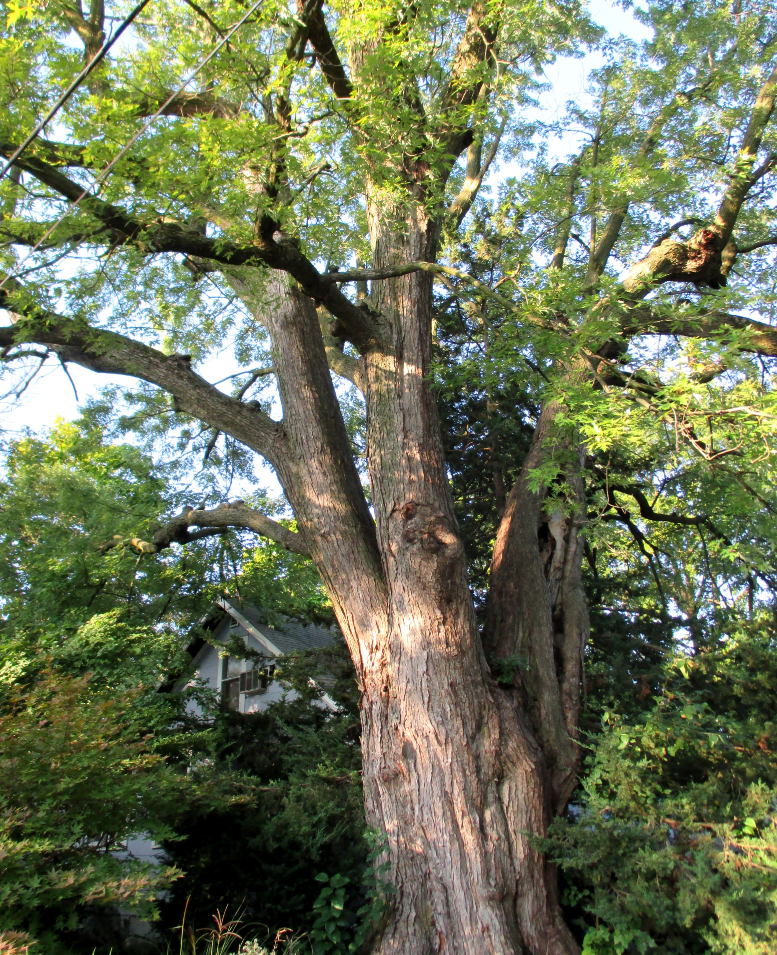 Silver maple, 904 N 10th